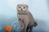 Andrew Scottish fold male kitten in a blue color