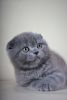 Timur purebred male Scottish fold kitten in a blue marble color