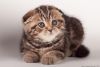 Homeraised scottish fold golden spotted Male and Female