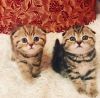 Affectionate and Playful Beautiful Golden Spotted Boy and Girl