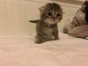 Adorable Scottish Fold Kitten-Shadow