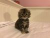 Adorable Long Fur Scotish Fold kitten-Indigo