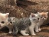 NJkkxssi Scottish Fold Kittens (xxx) xxx-xxx5