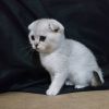 Cute scottish fold kittens