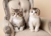 Gorgeous Pedigree Scottish Fold kittens