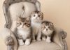 Tica Registered Show Quality Scottish Fold kittens