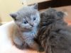 absolutely adorable Scottish Fold kittens