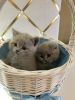 Scottish Fold/British Shorthair Kittens
