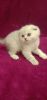 Scottish Fold Male kitten Bennett Born 01/28/2020
