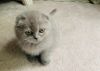 Scottish fold female in lilac 2 months old