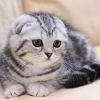 6 Quality Scottish Fold Kittens available