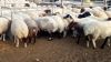 Fat tail sheep for sale ( Awassi and Gissar)