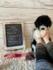 Lucky (F1 Sheepadoodle - Male)