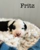 Sheepadoodle boy Fritz