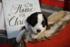 Sheepadoodle Puppies