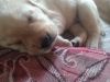 Female labrador puppies for sale