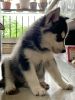 Want to sell puppy Husky
