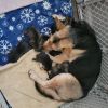 German Shepherd/ Husky puppies for sale