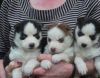 AKC male and female Siberian Husky Puppies