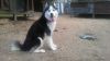 AKC Registered Siberian Husky Puppies For Sale