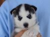 Blue eyed Siberian Husky Puppies $400 each-