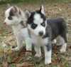 Beautiful Well Behaved Husky For Sale
