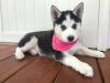 I have three adorable 12 weeks old Siberian huskies that need a home