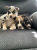Shepsky puppies Aussie and Husky