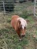 8 y.o. Shetland Pony