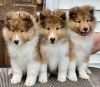 Shetland Sheepdog - Sheltie Puppies