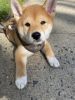 Shiba Inu for Sell