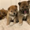 Nice and Healthy Shiba Inu Puppies Available.