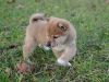 Cute akc registered Shiba Inu puppies