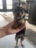Shiba Inu Beagle mix puppies