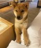 Hello! I would like sell my dog shiba inu red color 1.5 years pld
