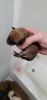 Newborn purebred shiba inu puppies