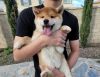 Shiba inu for sell