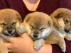 Shiba Inu puppies 3 boys and 2 girls