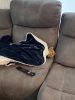 Shiba Inu puppy Sesame coat purebred for sale