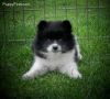 awesome males and females shiba inu puppies