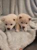 Adorable shiba pups