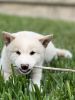Shiba inu puppies for sale!