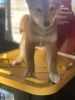 Shiba inu looking for home