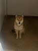 11 month of Shiba Inu looking for a new home