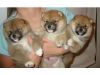 A.K.C Reg. Shiba Inu puppies
