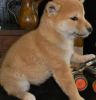 Charming shiba inu puppies for new homes