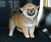 Wonderful 10 weeks old Shiba Inu Puppy