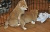 Cute Shiba Inu Puppies