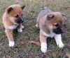 Show Lines. Japanese Shiba Inu Pups For Good Homes