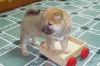Home Reared Shiba Inu Puppies For Pet Loving Homes
